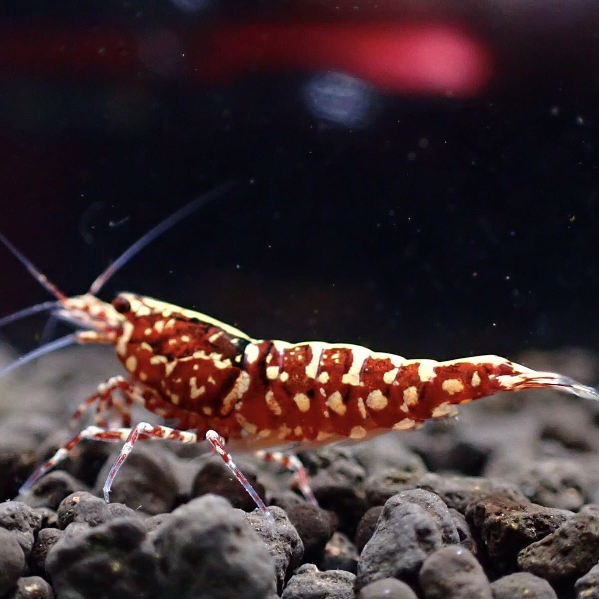 Newstore!【fan-shrimp血統】1ペア No.Ⅰ/16mm程度/画像の個体/レッドギャラクシー選別外 Veraus-shrimpの画像4