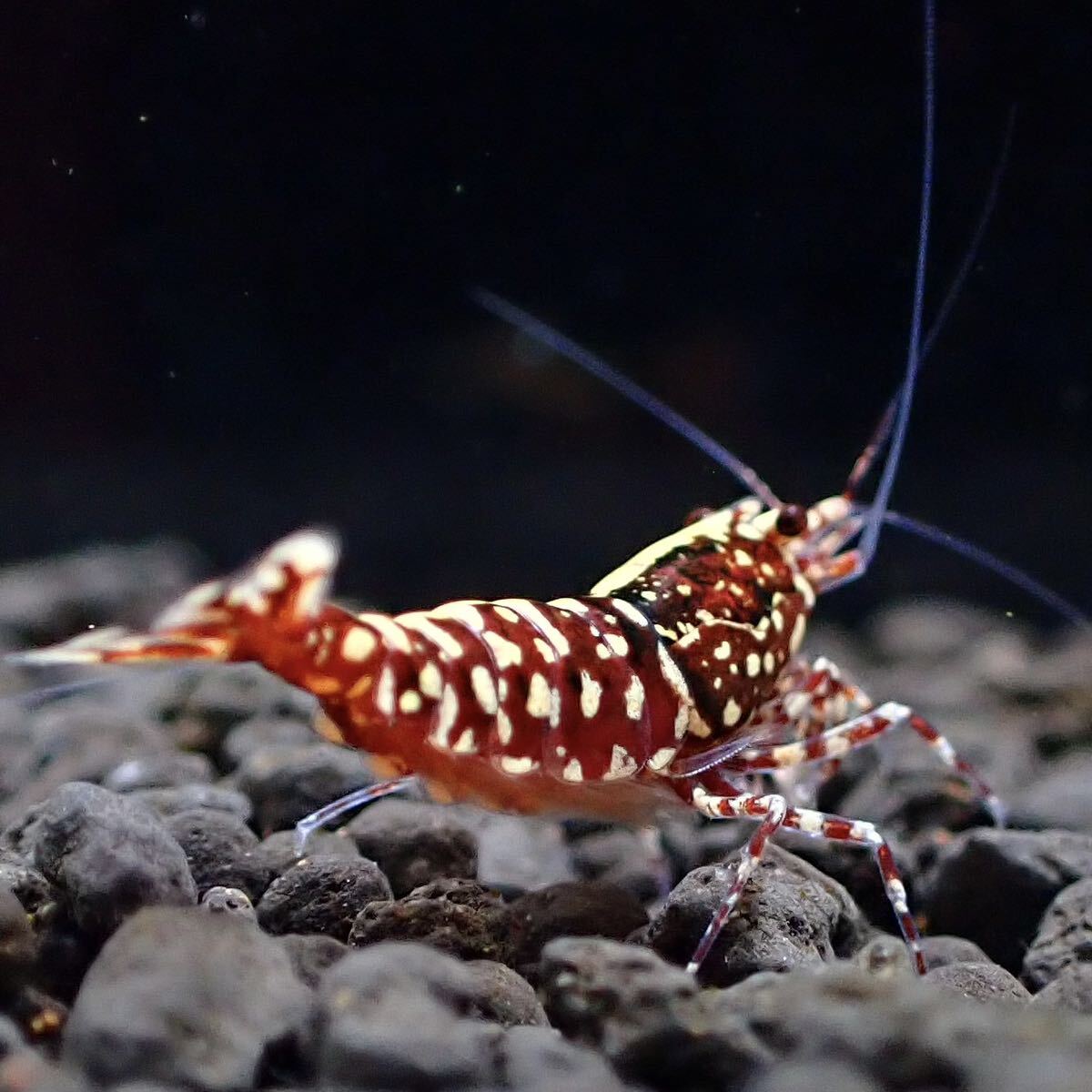 Newstore!【fan-shrimp血統】1ペア No.Ⅰ/16mm程度/画像の個体/レッドギャラクシー選別外 Veraus-shrimpの画像5