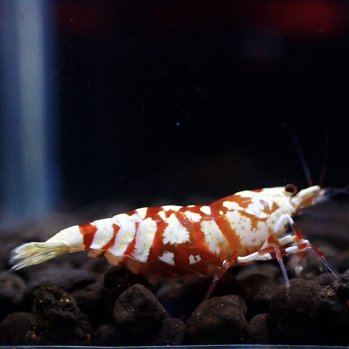 [. egg individual ]fan-shrimp..1 pcs No.Ⅰ/15mm degree / pictured individual / red fancy ta-iga- selection another out Veraus-shrimp