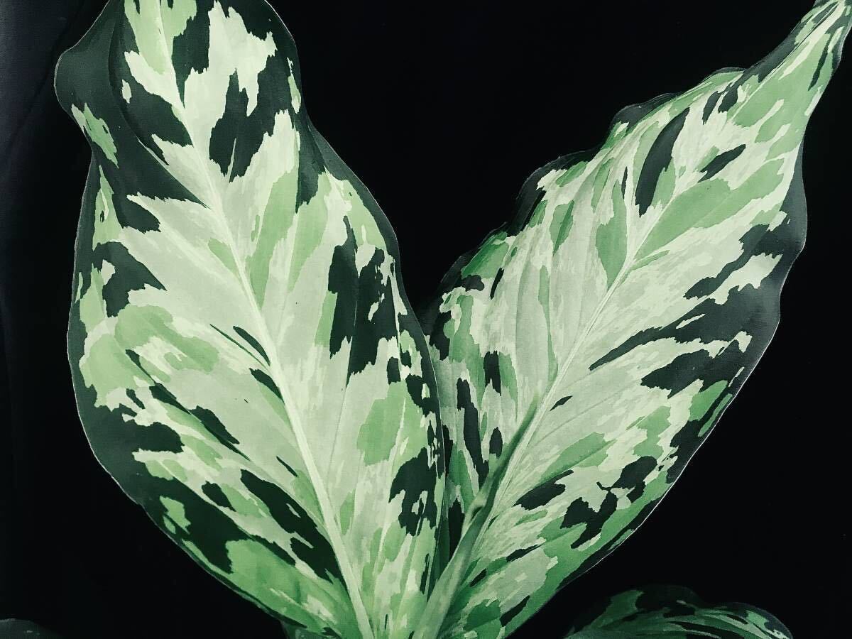 在庫ラスト：Aglaonema pictum tricolor ”type EUREKA神10” Plau Nias産 アグラオネマ ピクタム 厳選良株 AZ便_参考：親株表現になります。