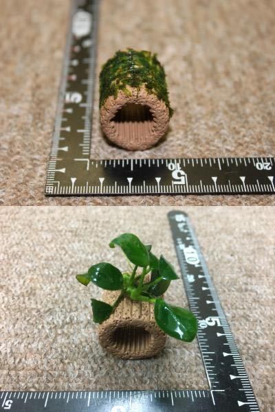 *0 free shipping BIG filter media ja Ian to South America Willow Moss & Anubias nana0*