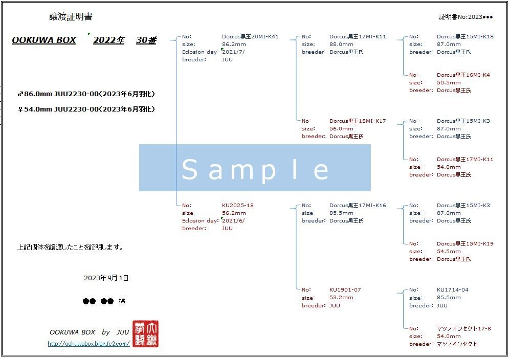 【OOKUWA BOX】【即ブリ】久留米市産オオクワガタ 22年30番 ♂単品 84.7mm（訳あり）_OOKUWA BOX 22-30 系統図