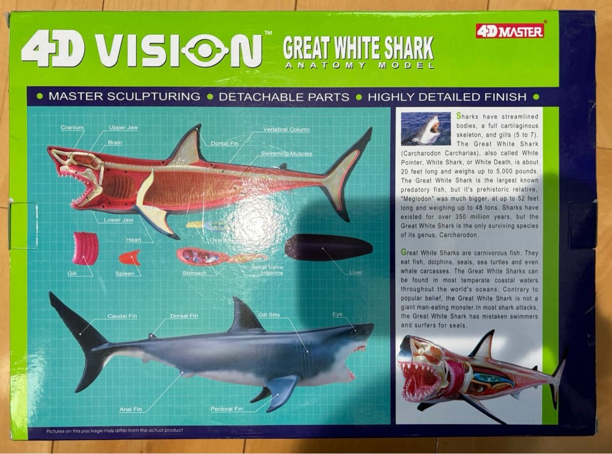 4Dビジョン 立体パズル サメ 解剖モデル  鮫　ホオジロザメ　希少品
