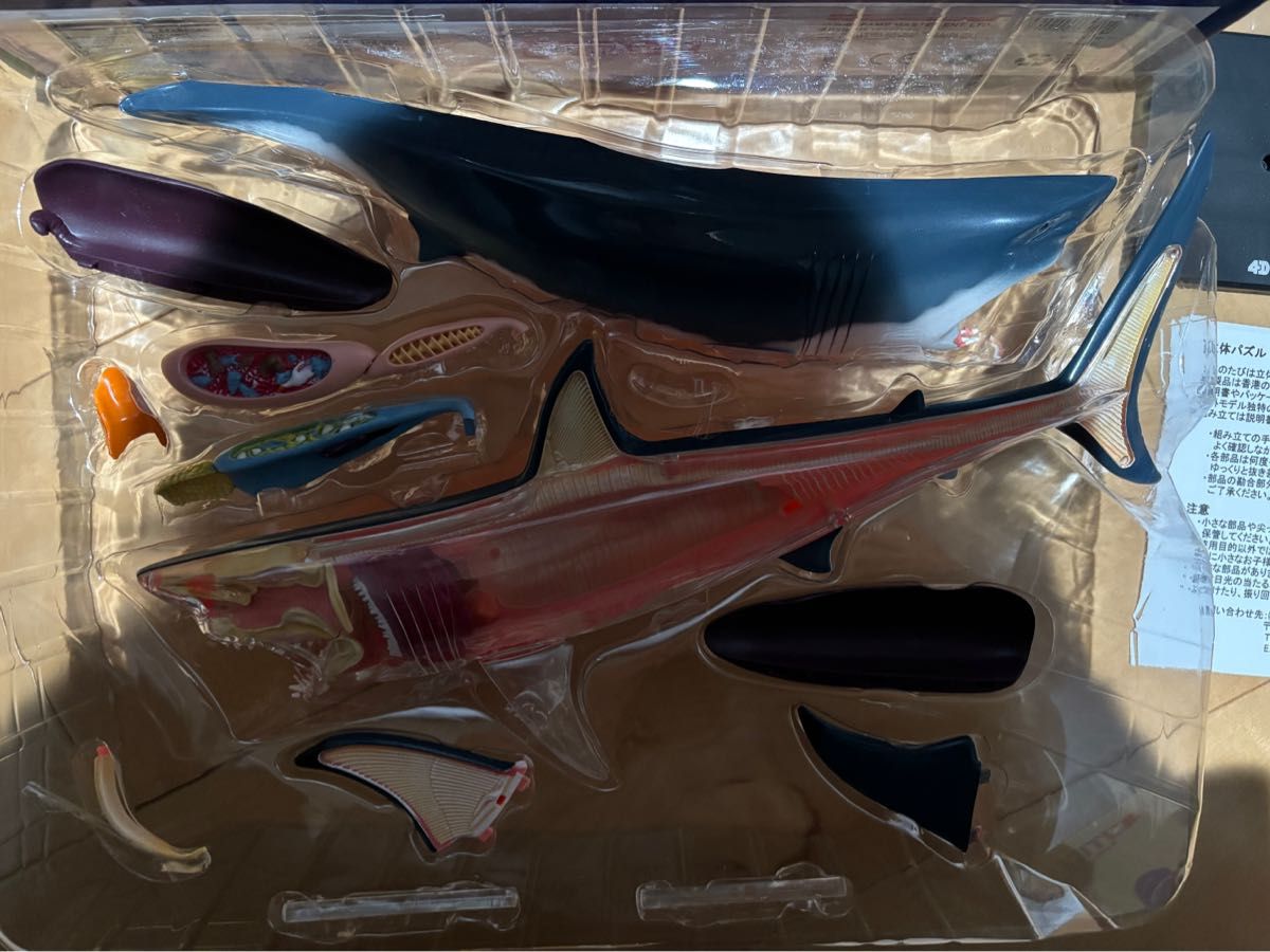 4Dビジョン 立体パズル サメ 解剖モデル  鮫　ホオジロザメ　希少品