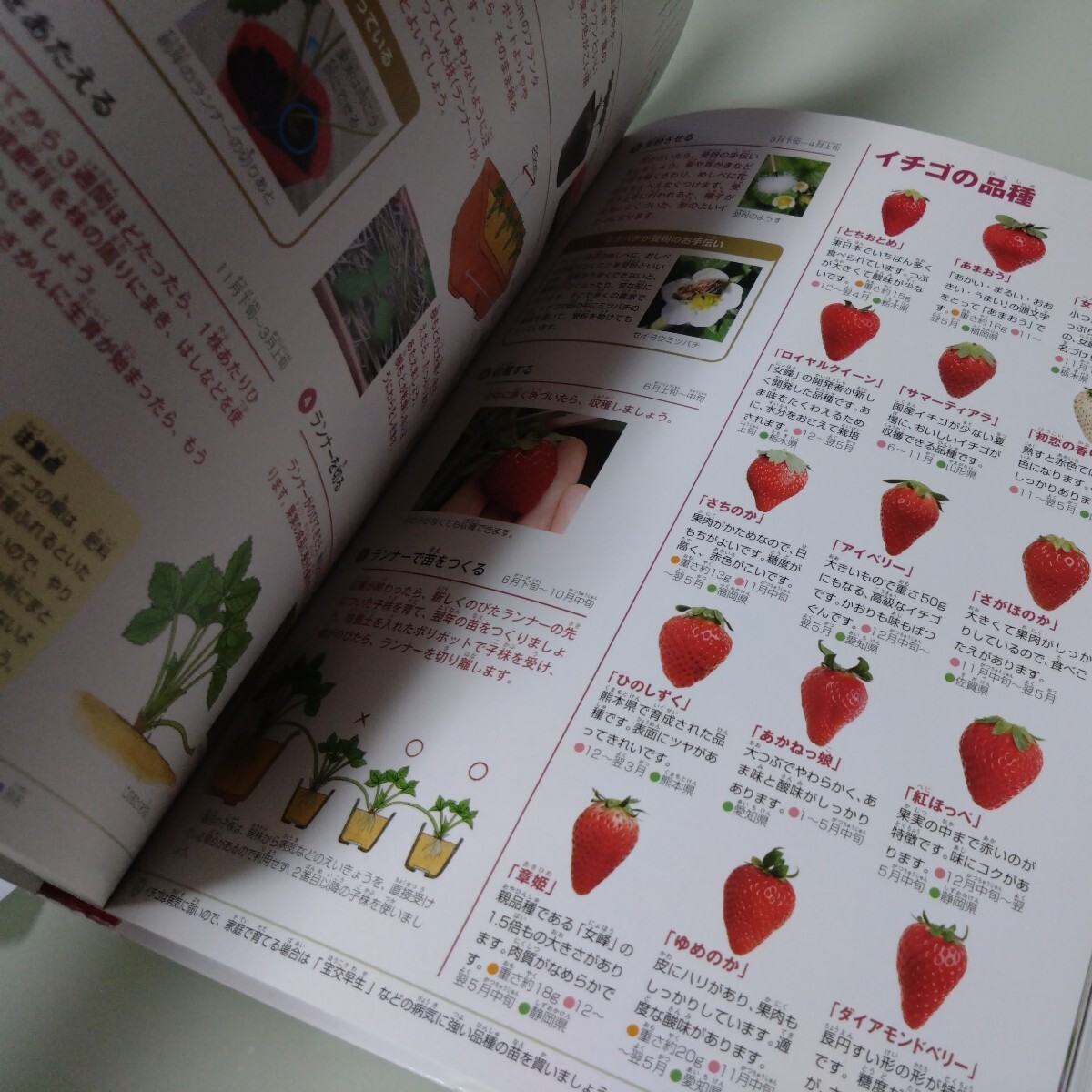 小学館の図鑑NEO 野菜と果物 児童書 学習 絵本