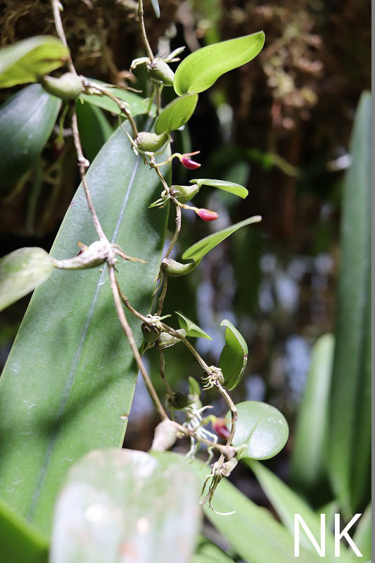 【NK】ボルネオ島雲霧林産のキノコみたいな草姿のミニチュアバルボ Bulbophyllum membranaceum【洋蘭 原種 バルボフィラム】_画像2