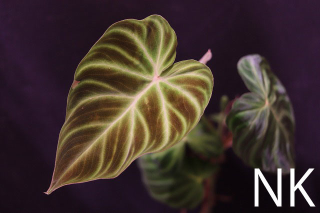 【NK】海外愛好家の秘蔵個体 Philodendron verrucosum ’Isabela’ NK-21【フィロデンドロン アンスリウム】_画像1