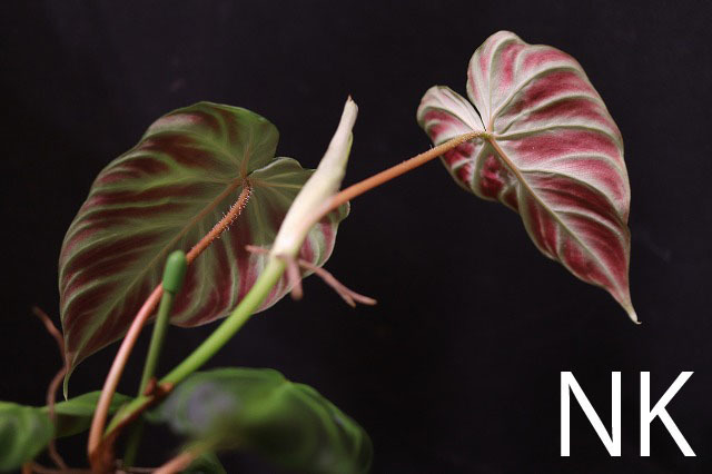 【NK】海外愛好家の秘蔵個体 Philodendron verrucosum ’Isabela’ NK-21【フィロデンドロン アンスリウム】_画像2