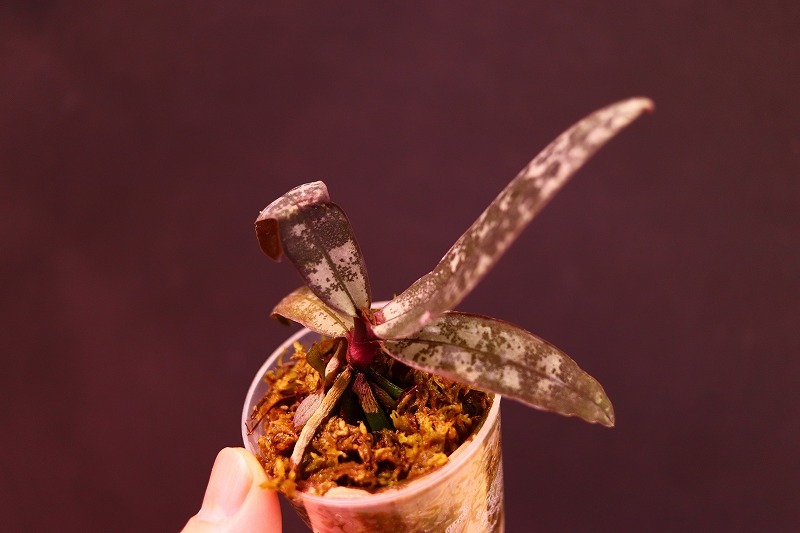 【NK】(S1)赤黒葉系開花可能サイズ Phal.schilleriana Luzon島産自然種実生苗【洋蘭 原種 ファレノプシス 胡蝶蘭】_画像3