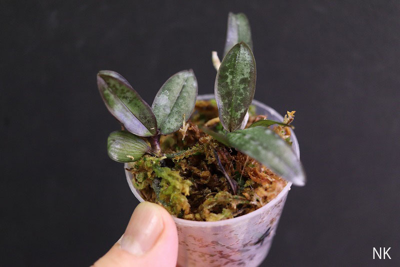 【NK】(Q4) 粗斑縞葉self Phal.schilleriana Quzon島産自然種実生苗【洋蘭 原種 ファレノプシス 胡蝶蘭】_画像1