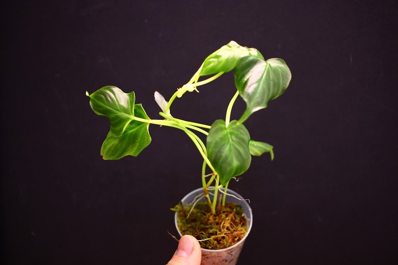 【NK】海外愛好家の秘蔵個体 Philodendron verrucosum ’Isabela’ NK-21【フィロデンドロン アンスリウム】_画像4