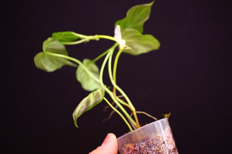 【NK】海外愛好家の秘蔵個体 Philodendron verrucosum ’Isabela’ NK-21【フィロデンドロン アンスリウム】_画像5