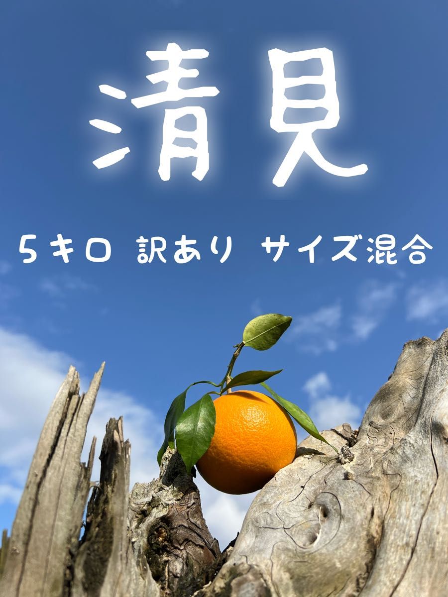 濃い濃い☆　淡路島産清見オレンジ　訳あり　サイズ混合　5kg