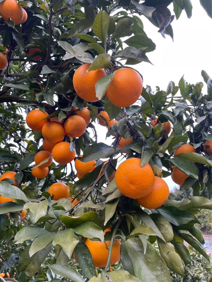 濃い濃い☆　淡路島産清見オレンジ　訳あり　サイズ混合　5kg