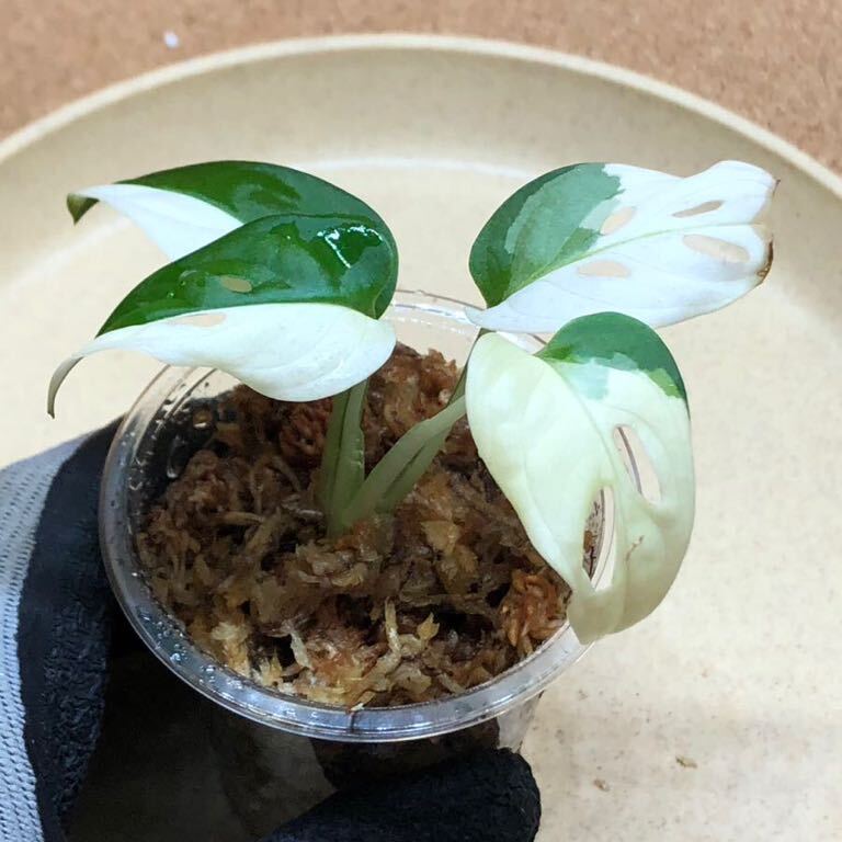 ②Monstera adansonii variegated モンステラ アダンソニー バリエガータ　マドカズラ斑入り/白斑入り/超激レア/ハーフムーン/_画像3