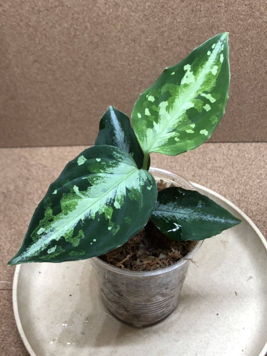 ①Aglaonema pictum/アグラオネマ ピクタム Corsair コルセア 【AZ0216-1d 】/超激レア/超希少、AZネームド、/超激安/お得_画像1