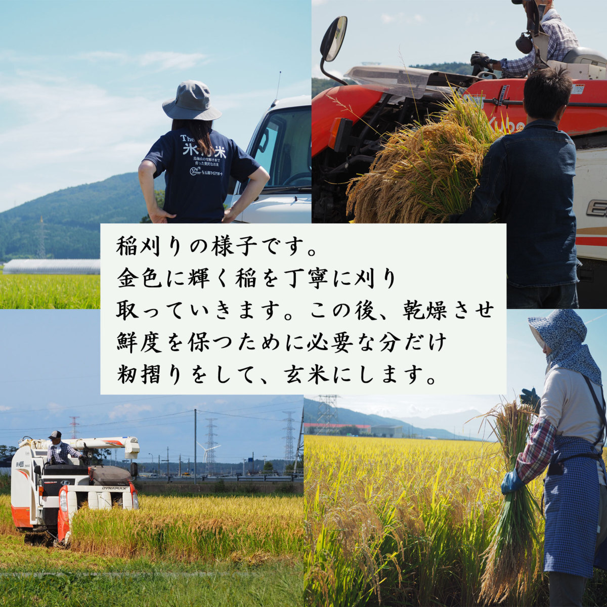 山形県庄内産　『はえぬき』　白米１０ｋｇ(５ｋｇ２袋)　慣行栽培米　産地直送　いいあん米　令和５年産　送料無料！！　米　お米　人気_画像4