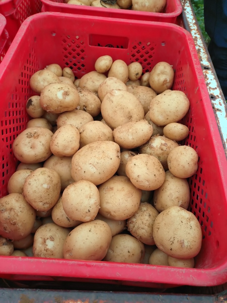 鹿児島県産 新ジャガイモ3.5キロ 野菜の画像1