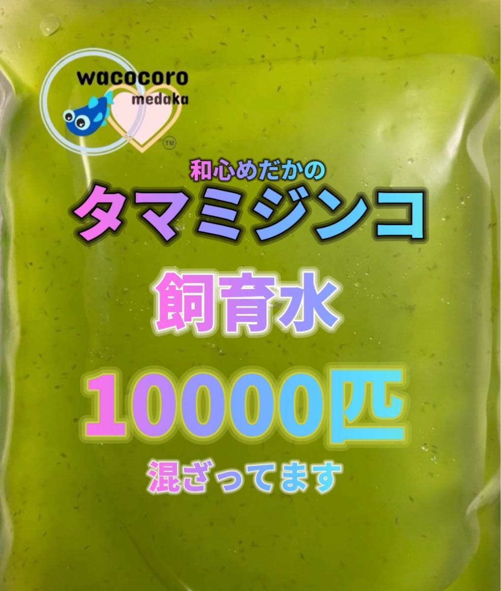 ☆即決630円☆タマミジンコ飼育水☆10000匹(＋α)以上混ざってます!!☆めだか・熱帯魚・水質浄化に！