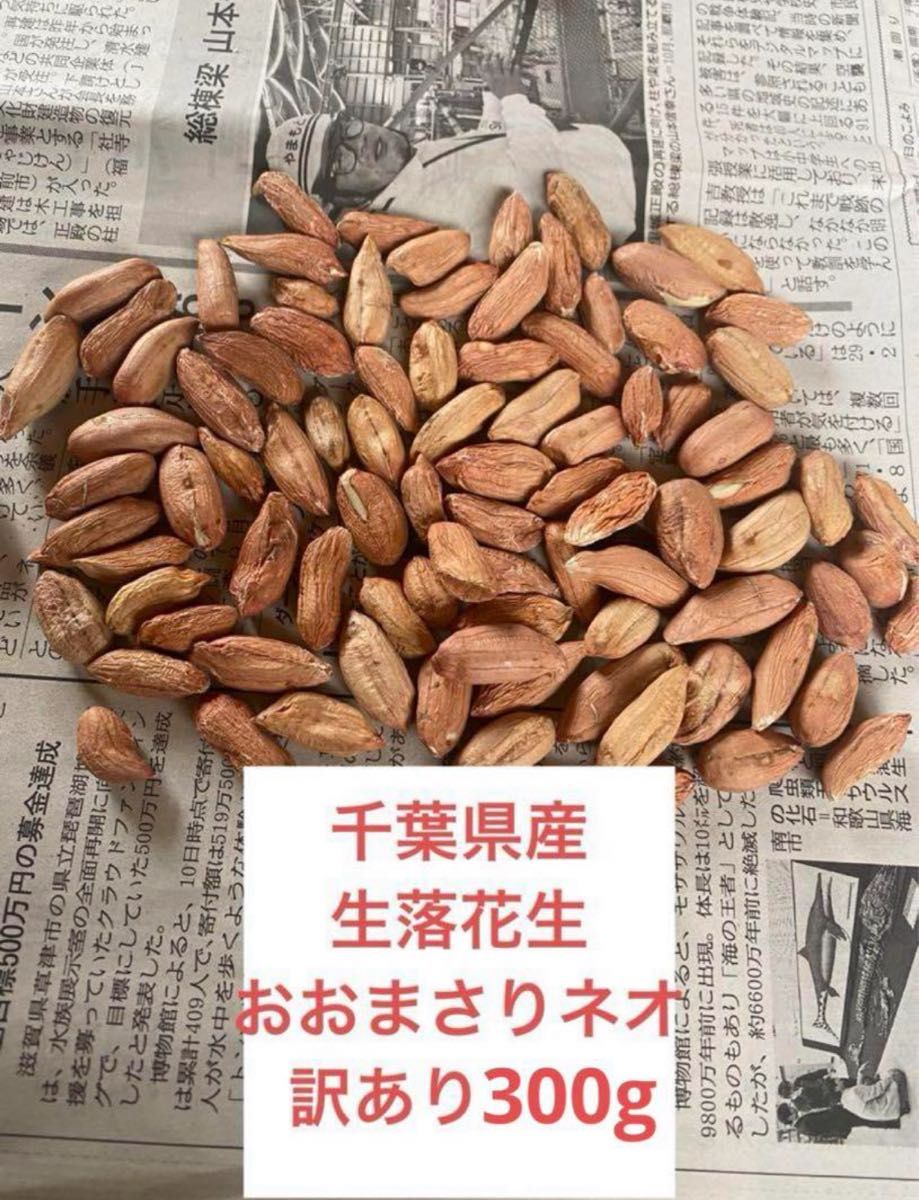 千葉県産　生落花生おおまさりネオ訳あり300g