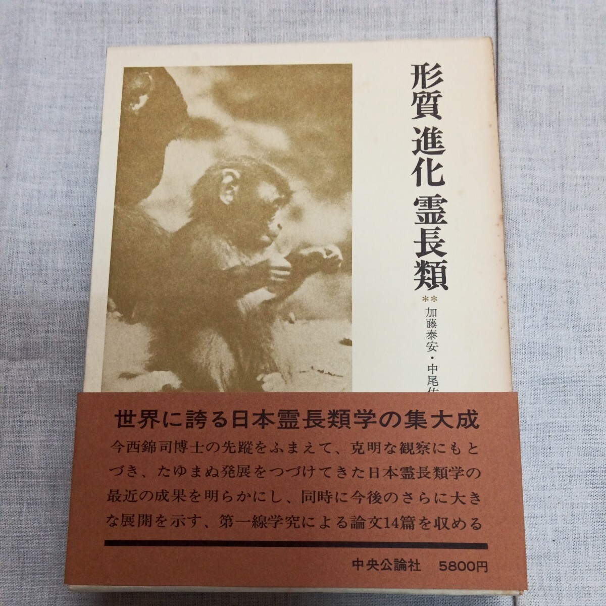 〈今西錦司博士古稀記念論文集Ⅱ〉形質 進化 霊長類 加藤泰安・中尾佐助・梅棹忠夫編 中央公論社_画像1