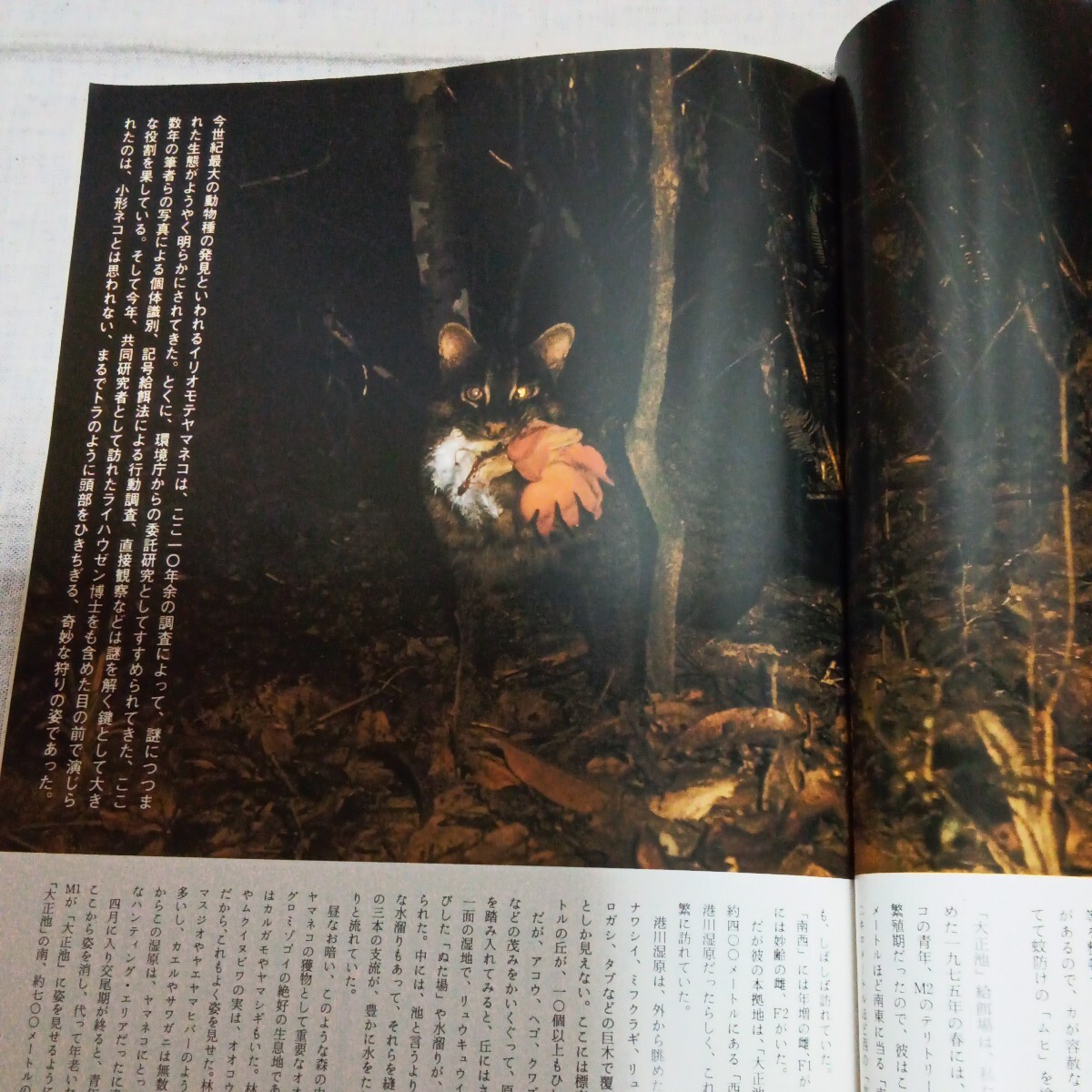 アニマ 1977.12 NO.57 ネコ 狩りの行動学 イリオモテヤマネコ ボブキャット チーターの画像9