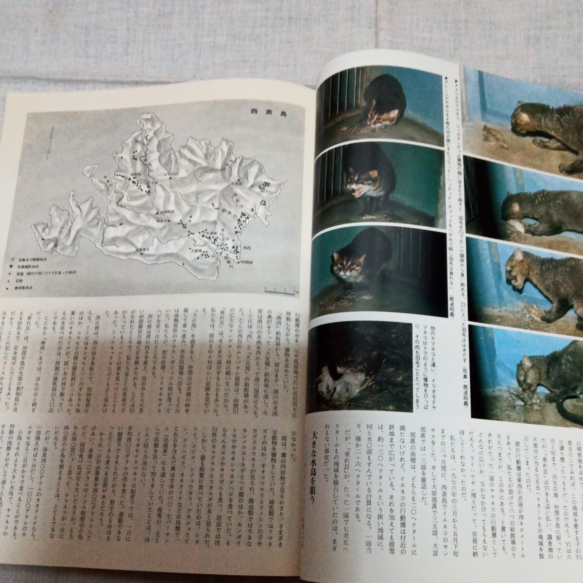 アニマ 1977.12 NO.57 ネコ 狩りの行動学 イリオモテヤマネコ ボブキャット チーターの画像10