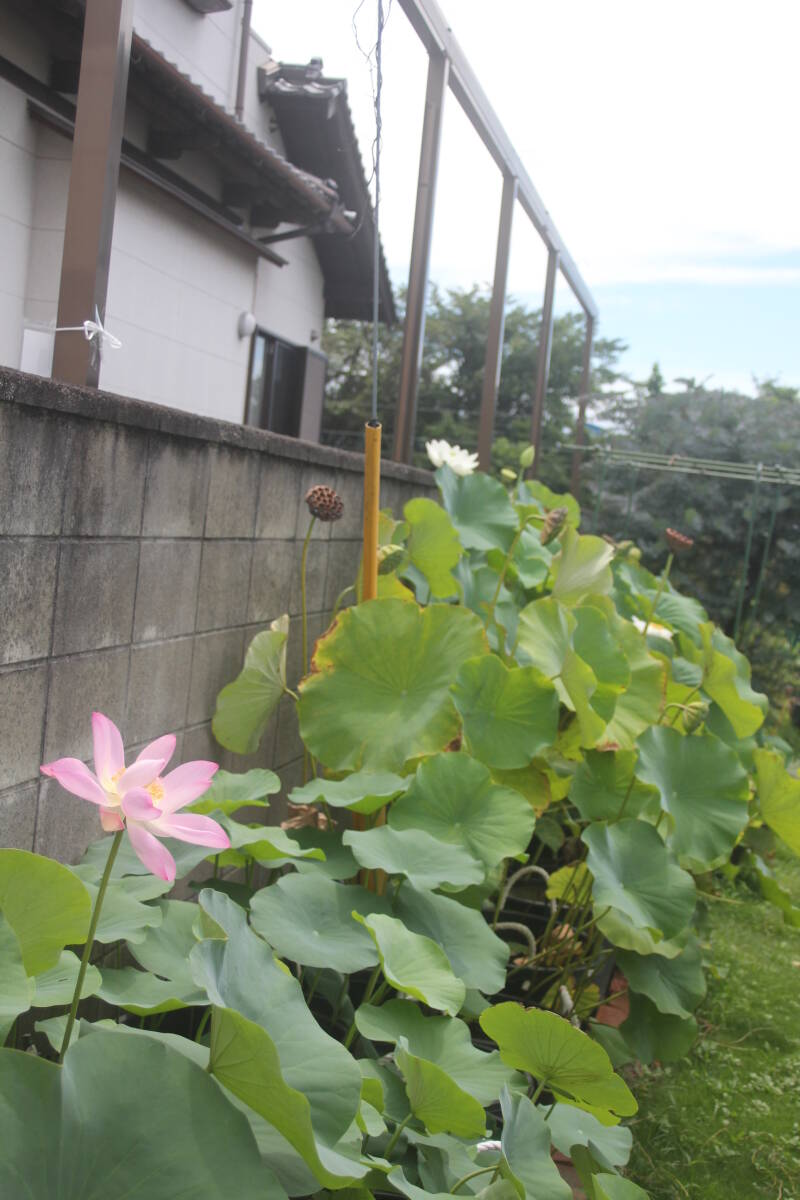 花蓮　花ハス　蓮根　　レンコン　　古代ハス 52_画像3