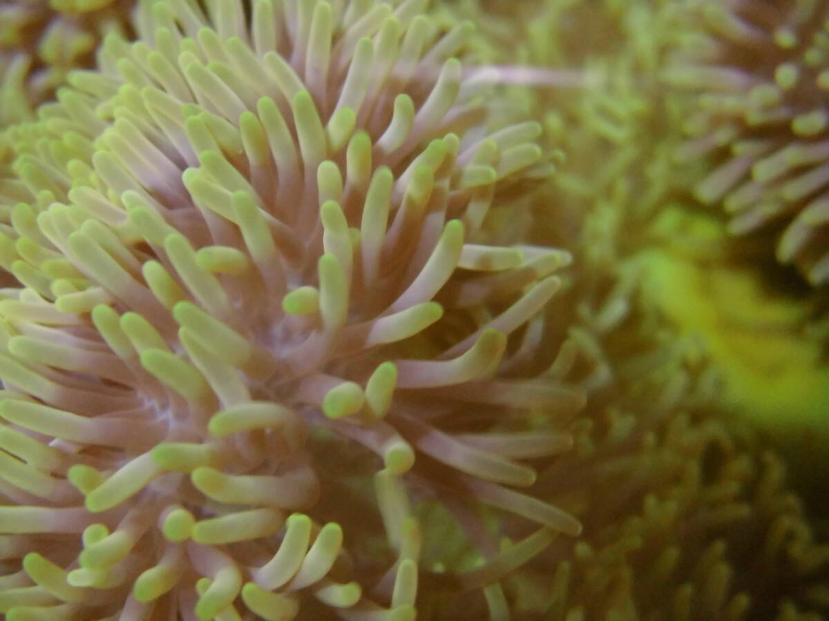 Yaオク極美！石垣島産・ハタゴイソギンチャク・Green強め・約１５㎝０２４の画像2