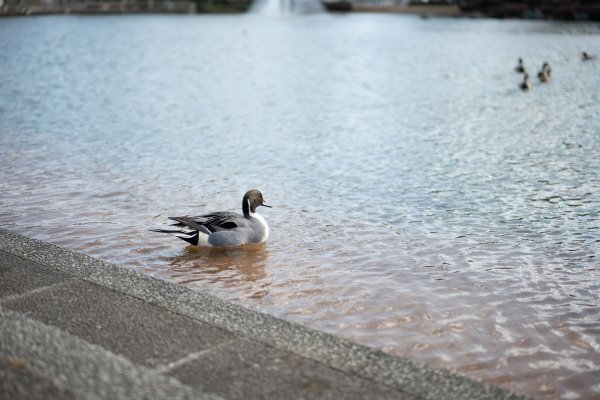 0482② 風景写真 L/2Lサイズ 当方オリジナル撮影フリー写真_画像1