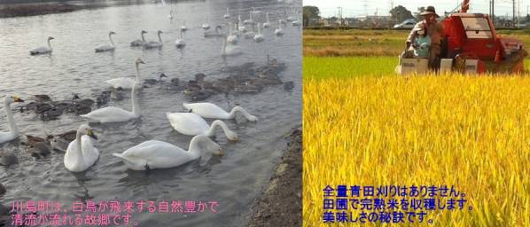 新米 白鳥飛来の郷川島町★令和4年産　農家直送　大地の風　精米24キロ　無料で3小分け！・送料込み！_白鳥飛来地の清流で作った完熟米