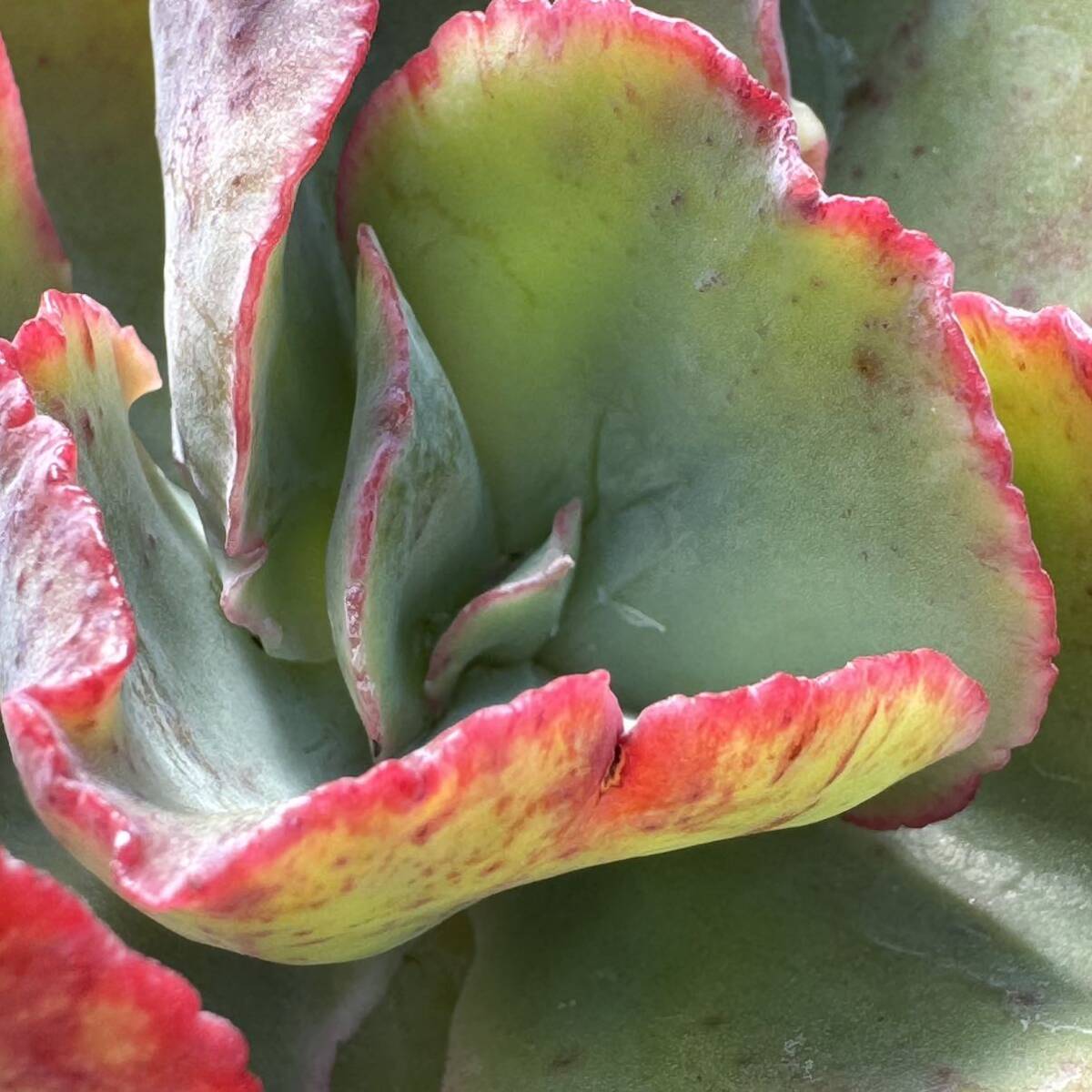 ☆多肉植物☆エケベリア☆女王の花笠☆鉢8.5センチ☆成長見本株載せました☆_画像3