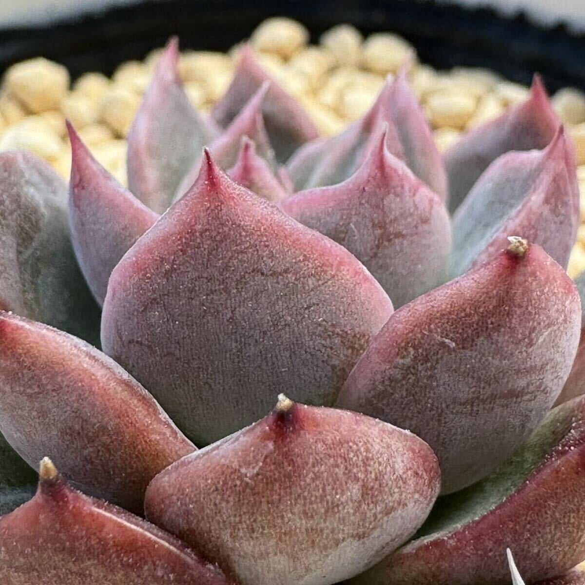 ☆多肉植物☆エケベリア☆相和神☆鉢6.5センチ☆錦玉園さん☆_画像4