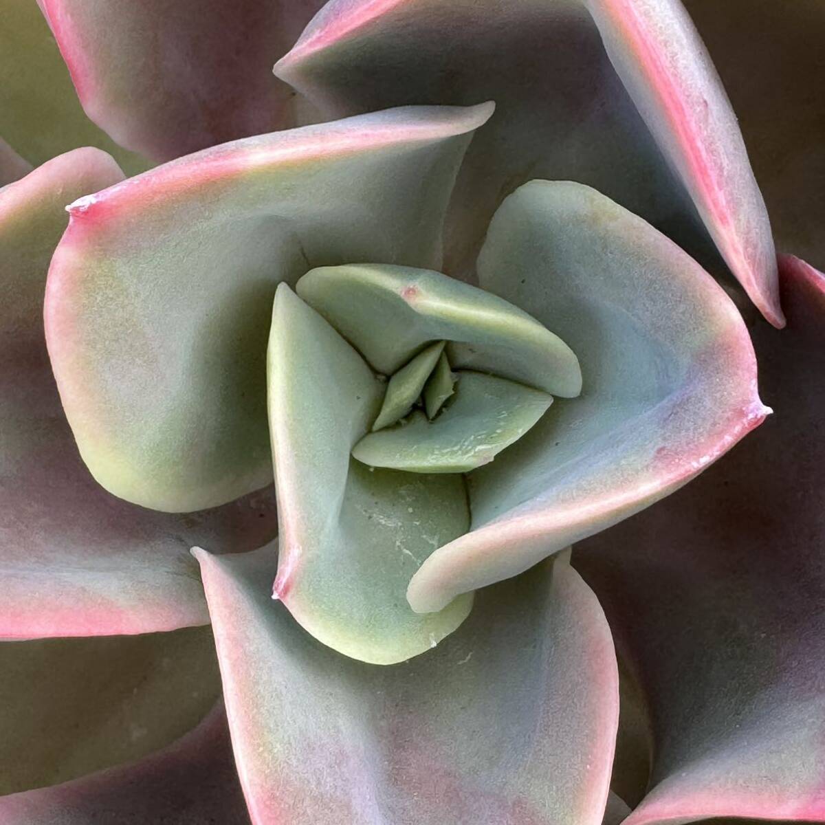 ☆多肉植物☆エケベリア☆パリダ×リラシナ☆鉢9センチ☆_画像2