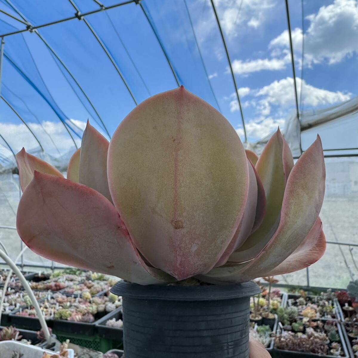 ☆多肉植物☆エケベリア☆パリダ×リラシナ☆鉢9センチ☆_画像10