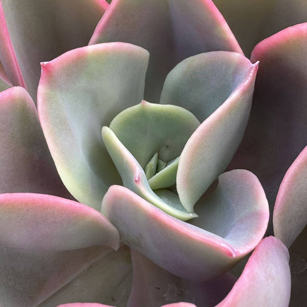 ☆多肉植物☆エケベリア☆パリダ×リラシナ☆鉢9センチ☆_画像3