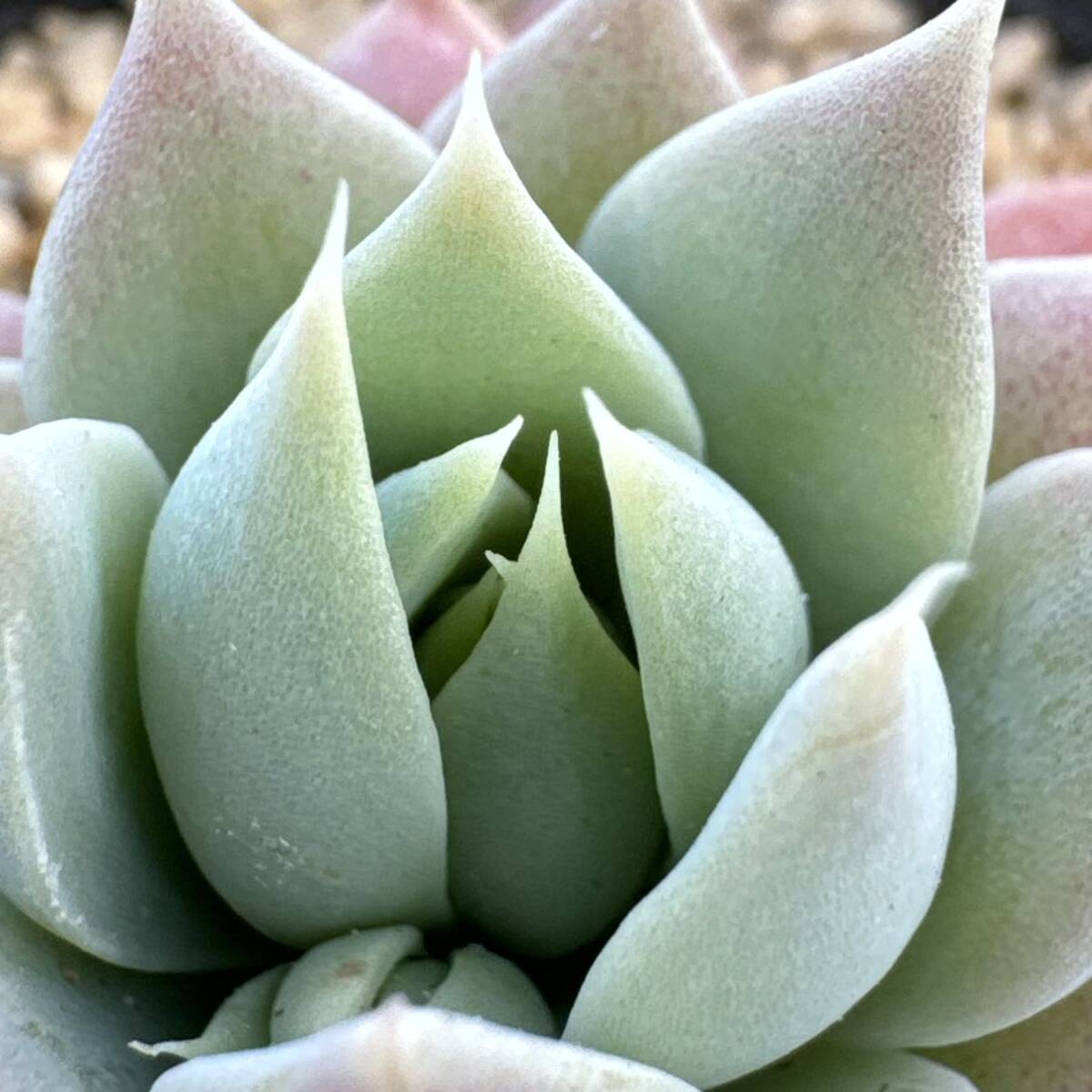 ☆多肉植物☆グラプトペタルム☆児玉マクドガリー☆鉢6.5センチ☆錦玉園さん☆_画像3