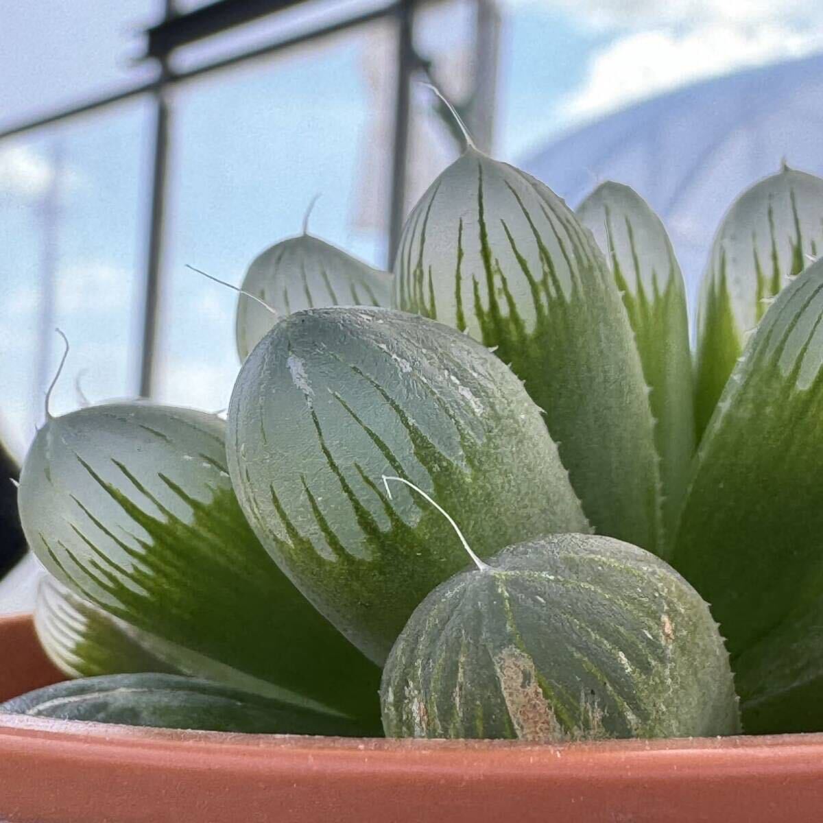 ☆多肉植物☆ハオルチア☆大石玉露☆鉢8.5センチ☆_画像5