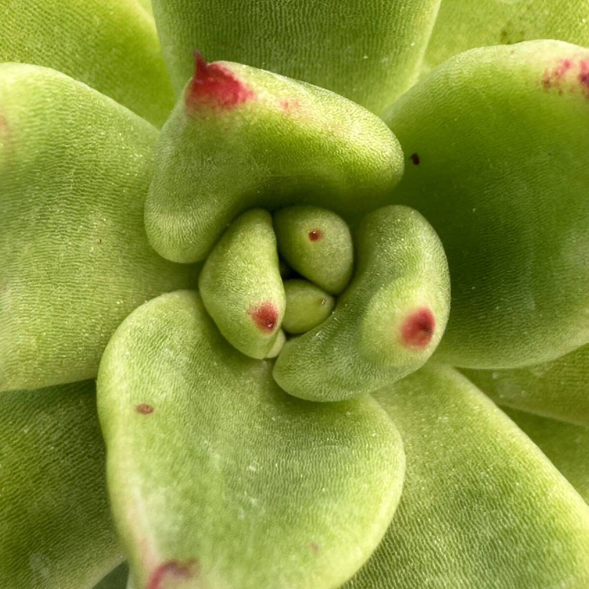 ☆多肉植物☆エケベリア☆ソウルキッス☆鉢6.5センチ☆錦玉園さん☆_画像3