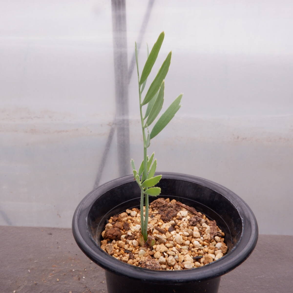 信州西沢サボテン園　エンセファラルトス　ヌビモンタヌス　Encephalartos nubimontanus　蘇鉄　多肉植物　サボテン_画像4