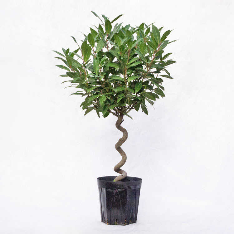  садовое дерево * растение месяц багряник японский .(ge Kei ju, low lie, Laurel ) подставка покрой / 6 размер * примерно W 45cm×H70cm