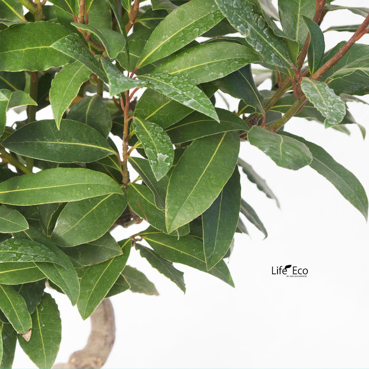  садовое дерево * растение месяц багряник японский .(ge Kei ju, low lie, Laurel ) подставка покрой / 6 размер * примерно W 45cm×H70cm