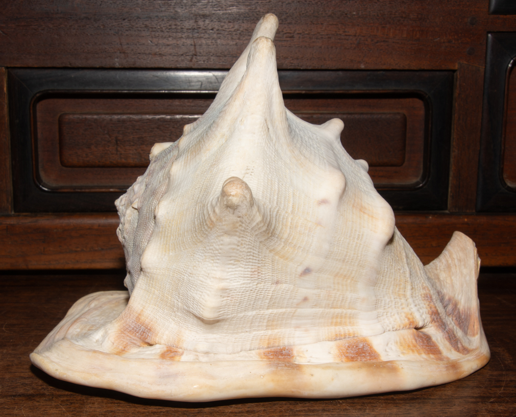トウカムリガイ 貝殻 大型 アクアリウム トウカムリ貝 唐冠貝