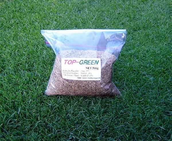  lawn grass raw. kind * beautiful green . keeps TOP-GREEN 500g( lawn grass )