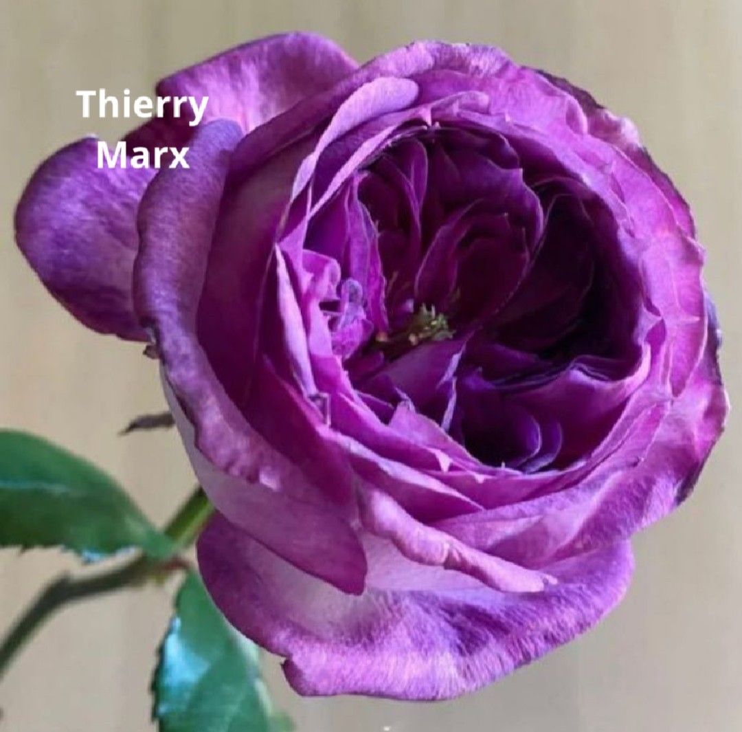 ｢専用｣  バラ苗  ThierryMarx&レモン  接木新苗  強香  強健  ４号ポット  薔薇  苗