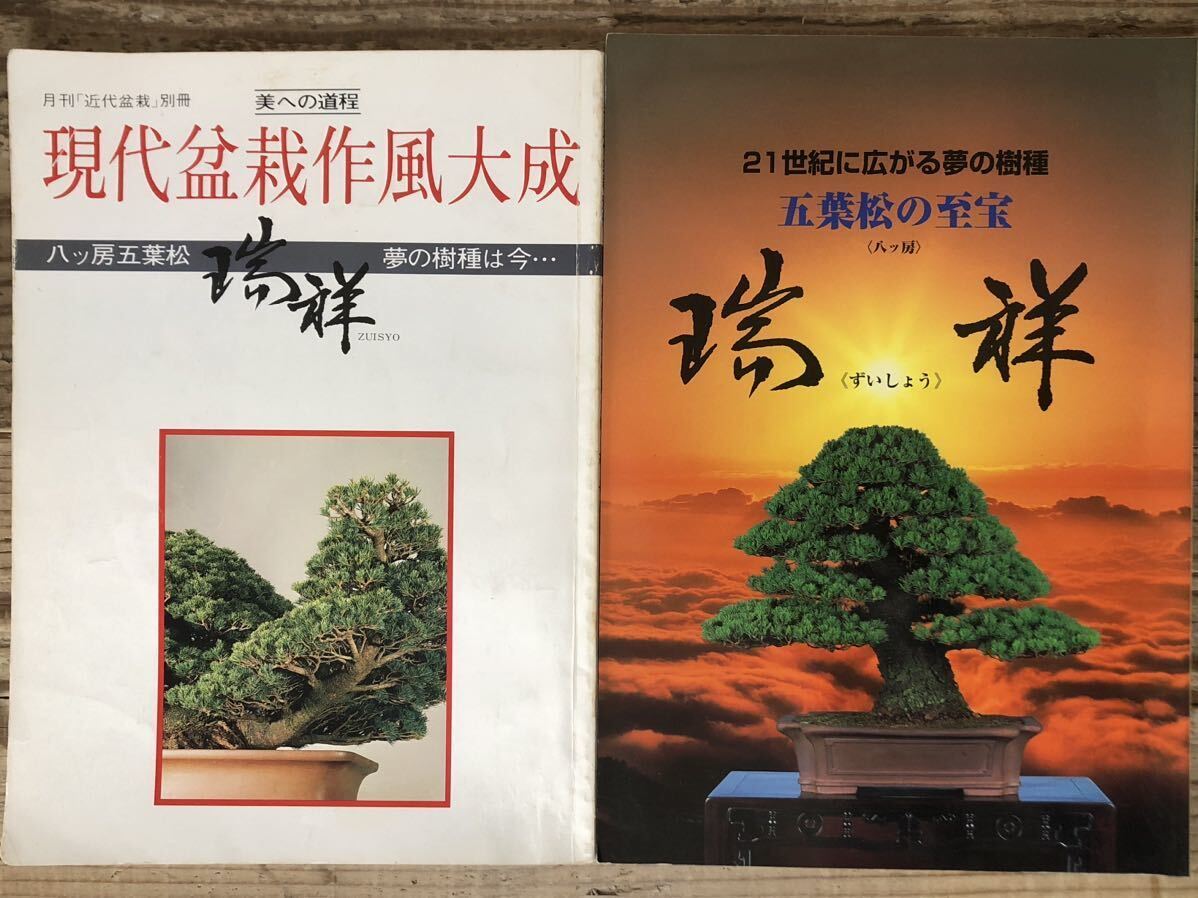 小振 古谷石 唐木台 水石 盆石 盆栽 鑑賞石 盆栽 検索 滝石 小振 古谷石 唐木台 水石 盆石 盆栽 鑑賞石 盆栽 検索 滝石