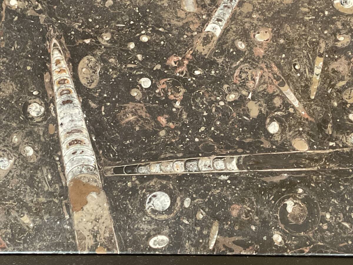TTJ309 古生代化石入り大理石テーブル/アンモナイト、オルソセラス（直角貝）他多数/千葉県柏市発の画像4