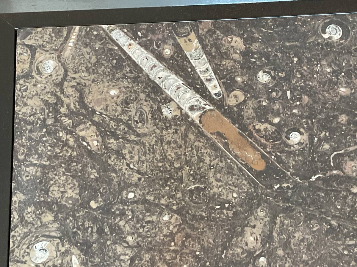 TTJ309 古生代化石入り大理石テーブル/アンモナイト、オルソセラス（直角貝）他多数/千葉県柏市発の画像6