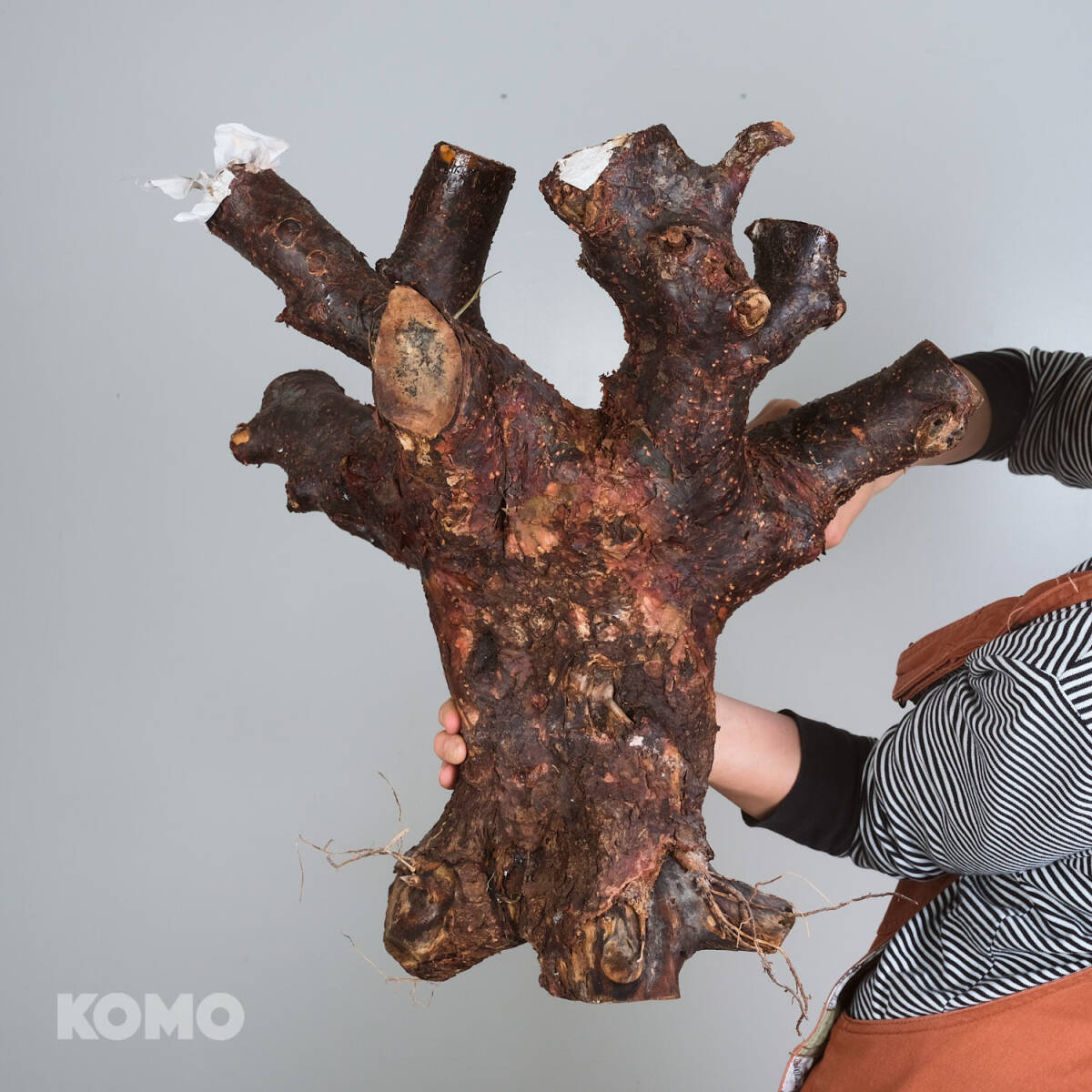 オ549 コミフォラ オルビクラリス commiphora orbicularis　03/23 輸入塊根植物 観葉植物 現地発根株_画像3