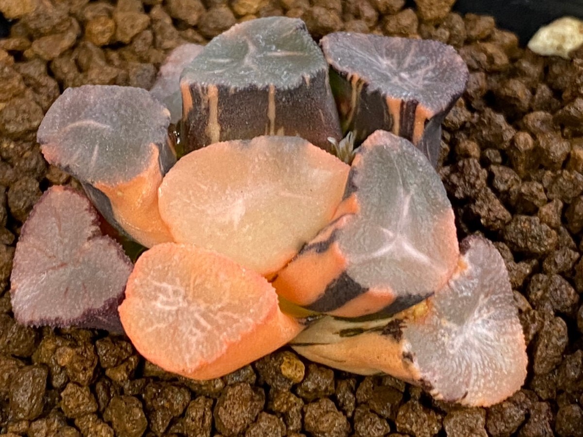 多肉植物 ハオルシア 　万象　　山の翠錦　極上斑_画像3